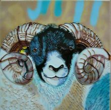 Blackface Tup 8x8