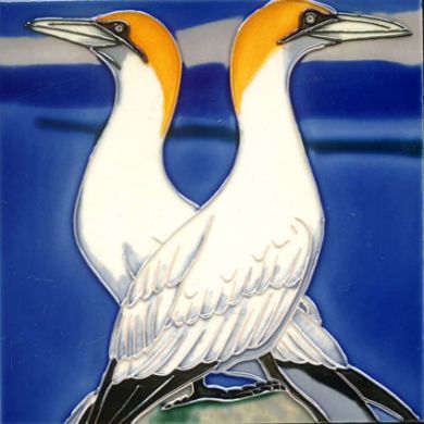 Gannets 8x8