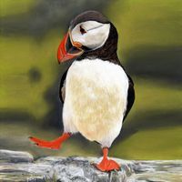 Party Puffin 6x6