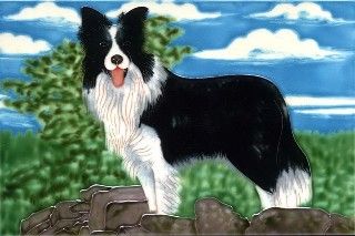 Border Collie 8x12